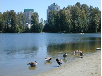 coquitlam_lafarge-lake-2.jpg