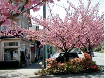 port-moody_clark-st-blossoms.jpg