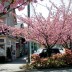 port-moody_clark-st-blossoms.jpg