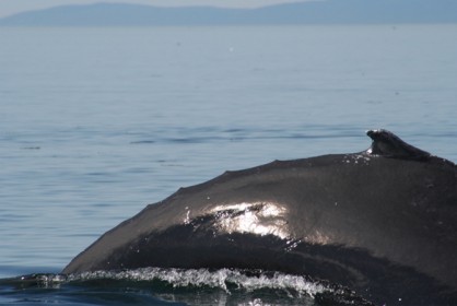whale6.jpg