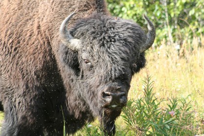 bison6.jpg