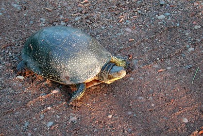 Blanding's Turtle