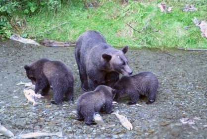 bear_08.jpg
