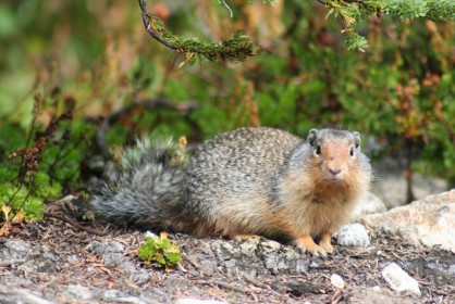 squirrel_04.jpg