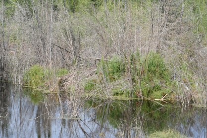 borea_beaver_05.jpg