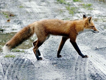 red-fox_news.jpg