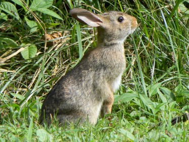 rabbit_news.jpg