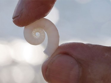 Elemental-the-Film_Jay-Harman-with-Shell.jpg