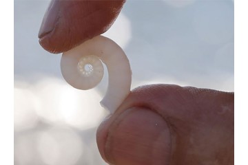 Elemental-the-Film_Jay-Harman-with-Shell.jpg