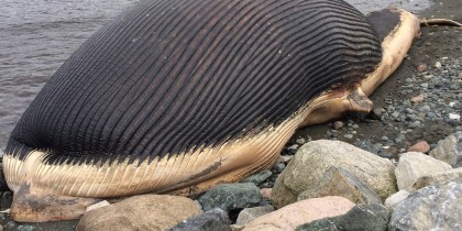 o-BLUE-WHALE-NEWFOUNDLAND-facebook.jpg