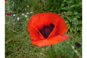 1280px-Red_poppy_1.JPG