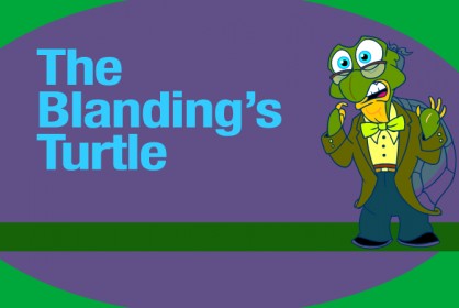 turtle_01.jpg