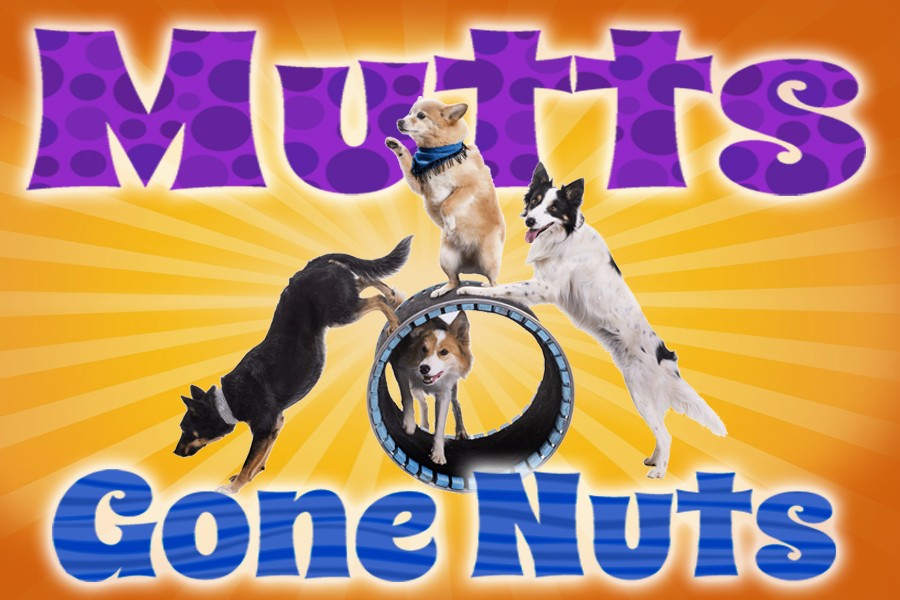 Mutts Gone NutsShow Item The Lyric Theatre