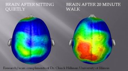 Brain on exercizse.png