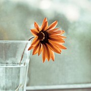 daisy-print-etsy-my-little-pixels-e1373685590823.jpg