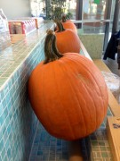 pumpkin.jpg