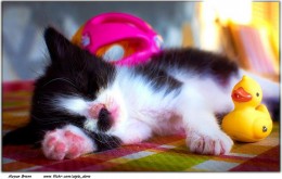 sleep kitten.jpg