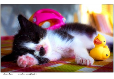 sleep kitten.jpg