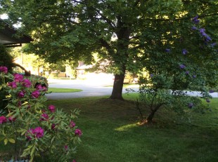 IMG_0771.jpg