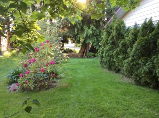 IMG_0781.jpg