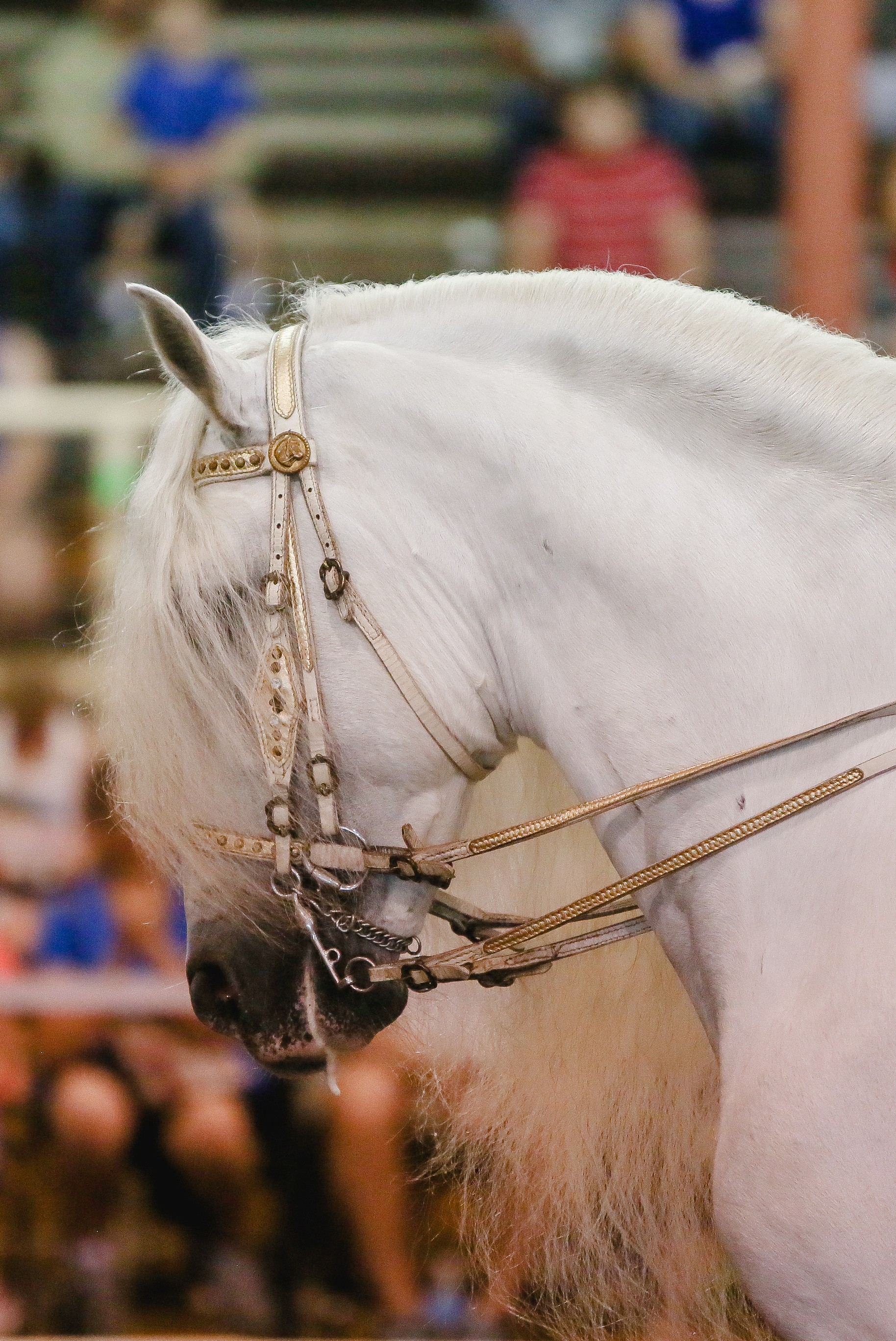 horse met gala outfit