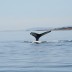 whale1.jpg