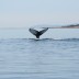 whale4.jpg