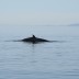 whale7.jpg