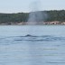 whale3.jpg