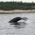 whale5.jpg