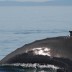 whale6.jpg