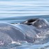 whale8.jpg