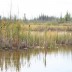 borea_beaver_03.jpg