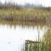borea_beaver_02.jpg