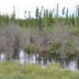 borea_beaver_06.jpg