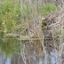 borea_beaver_04.jpg