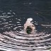 borea_beaver_08.jpg