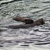 borea_beaver_07.jpg