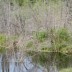 borea_beaver_05.jpg