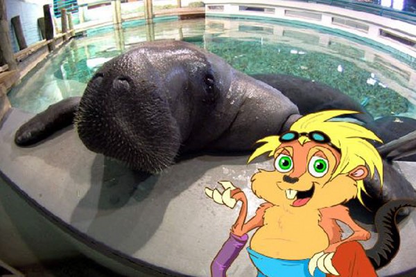 west-fl-Huge-Manatee.jpg