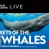 web 900 x 600 Nat Geo Secrets of the Whales showblock.jpg